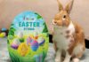 Hey Clay: Easter Studio toymaster-hey-clay